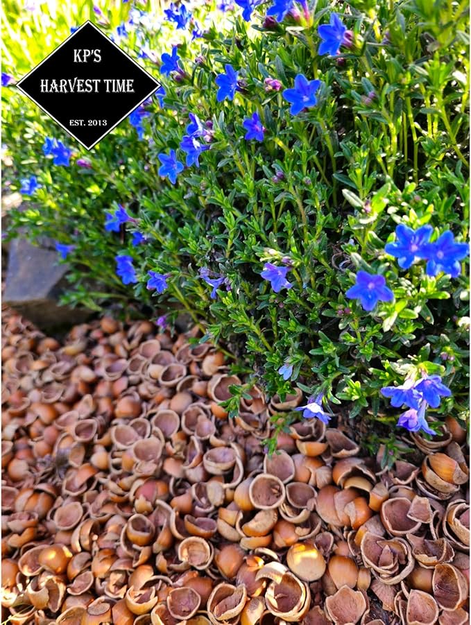 Hazel Shell Mulch Amendment Product - 6 lbs (Hazelnut Shells)