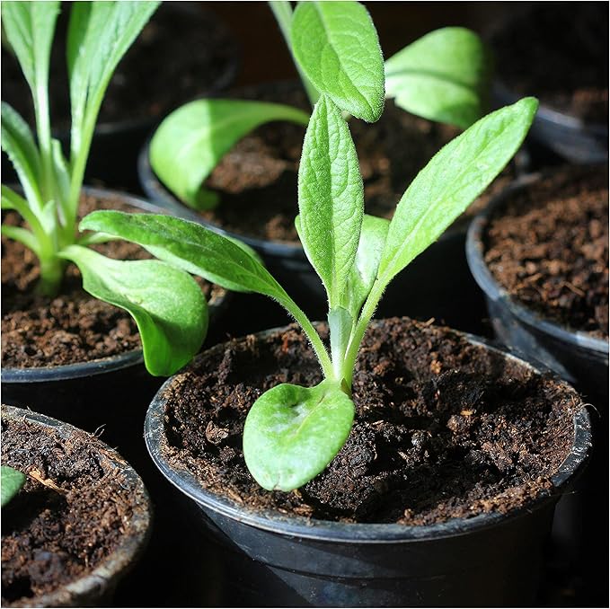 Seed Needs Artichoke Seeds for Planting Green Globe Artichokes - Non-GMO Heirloom & Untreated - Grow an Outdoor Home Grown Vegetable Garden for Fresh Produce (2 Packs)
