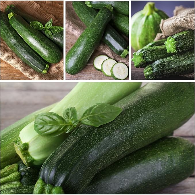 Seed Needs Zucchini Seeds for Planting Black Beauty Summer Squash - Non-GMO, Heirloom & Untreated - Prolific Yields of Delicious Zucchinis in a Home Grown Outdoor Vegetable Garden (1 Pack)