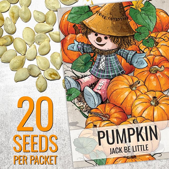 Seed Needs Pumpkin Seeds for Planting a Collection of Mini Pumpkins - Non-GMO Heirloom & Untreated Pumpkin Seed to Plant an Outdoor Pumpkin Patch - Baby Boo & Jack Be Little