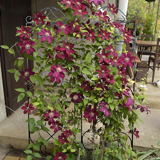 Garden Trellis 4 Pack 56'' H x 14.5'' W Metal Plant Climbing Trellis Suitable for Potted Plants Indoor and Outdoor Climbing Plants Flower Ivy Clematis Black
