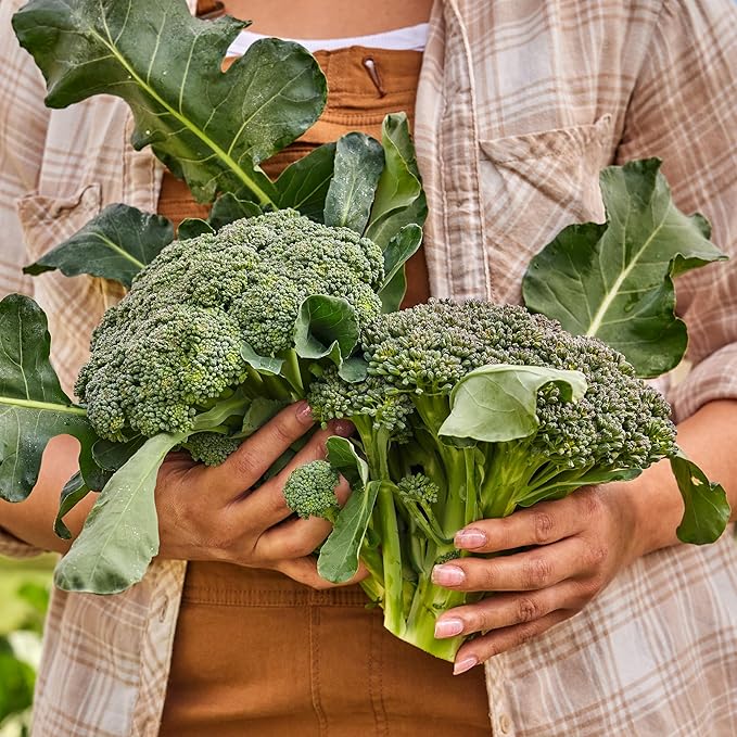 Burpee Sun King Hybrid Broccoli Seeds - Heat-Tolerant, High-Yield Hybrid