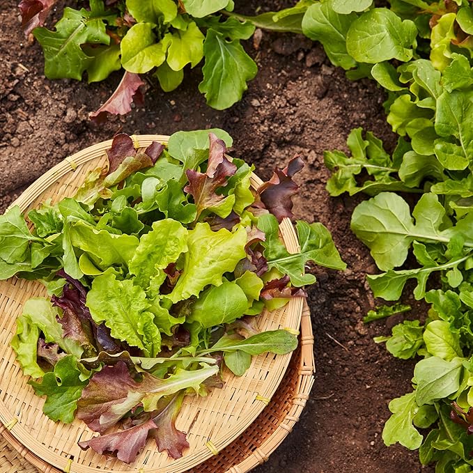 Burpee Gourmet Mesclun Salad Mix Seeds - Diverse, Cut-and-Come-Again Greens