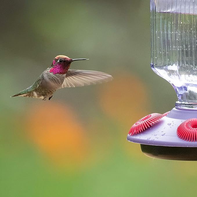 Perky-Pet 9101-2 Lavender Field Top-Fill Glass Hummingbird Feeder Purple 16 oz Capacity