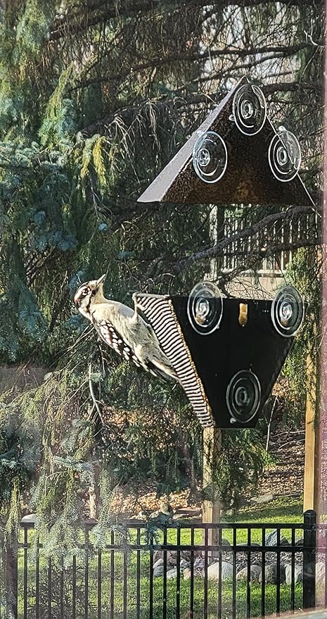 Wildlife Sciences Bird Feeders | Suet Feeders | Seed Cake Feeders | Bird Seed Feeders (Window Bird Feeder with Suction Cups), Bronze
