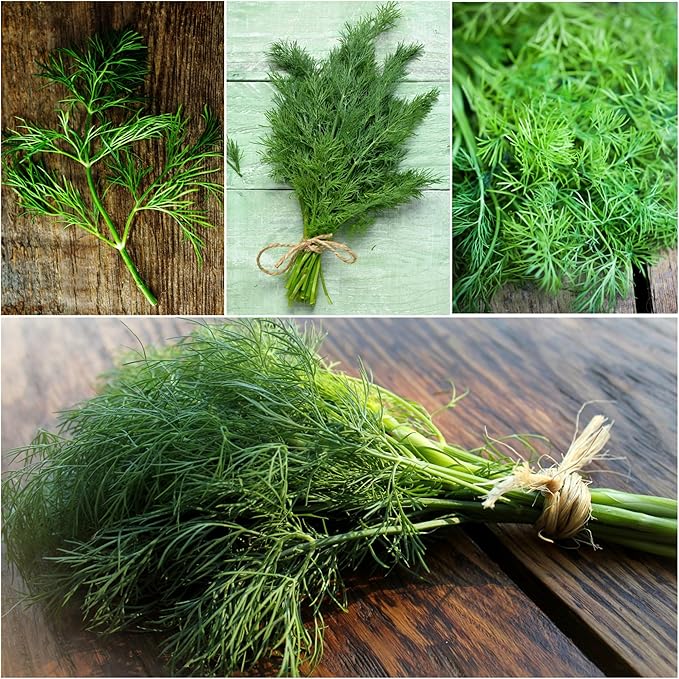 Seed Needs Cilantro & Dill Seeds for Planting Fresh Kitchen Herbs - Non-GMO Heirloom & Untreated Perennial Herb Seed to Plant a Culinary Garden Indoors or Outdoors (2 Packs)
