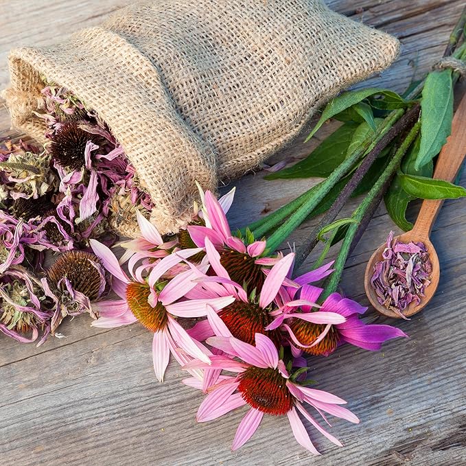Back to The Roots 100% Organic Seed Packet - Echinacea 'Purple Coneflower' 210mg