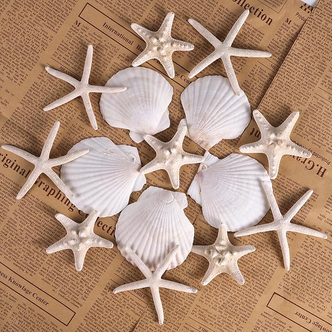PPCLION 24 PCS Natural Starfish 2-4" and Scallop Shell for Crafts Making Beach Theme Party Wedding Decoration, Home Wall Decor, Christmas Ornaments