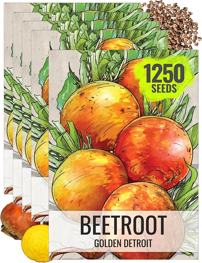 Seed Needs, Golden Detroit Beet Seeds - 250 Heirloom Seeds for Planting Beta vulgaris - Grow an Outdoor Garden Non-GMO & Untreated (5 Packs)