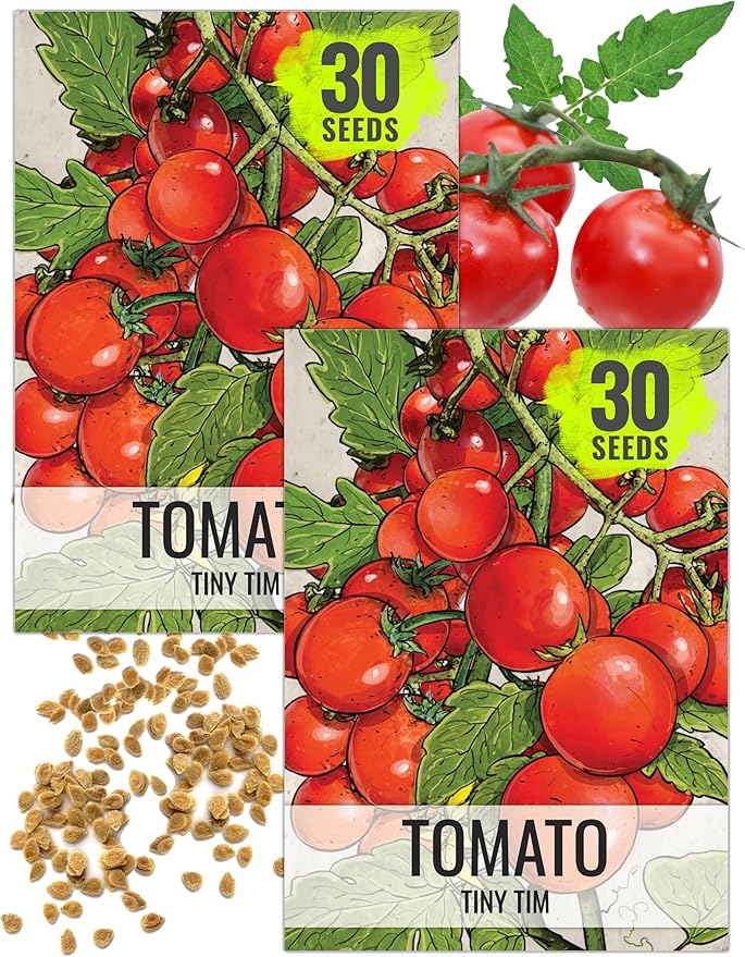 Seed Needs Dwarf Cherry Tomato Seeds for Planting Tiny Tim Tomatoes - Non-GMO Heirloom & Untreated Veggie Seed to Plant a Home Grown Outdoor Vegetable Garden (2 Packs)