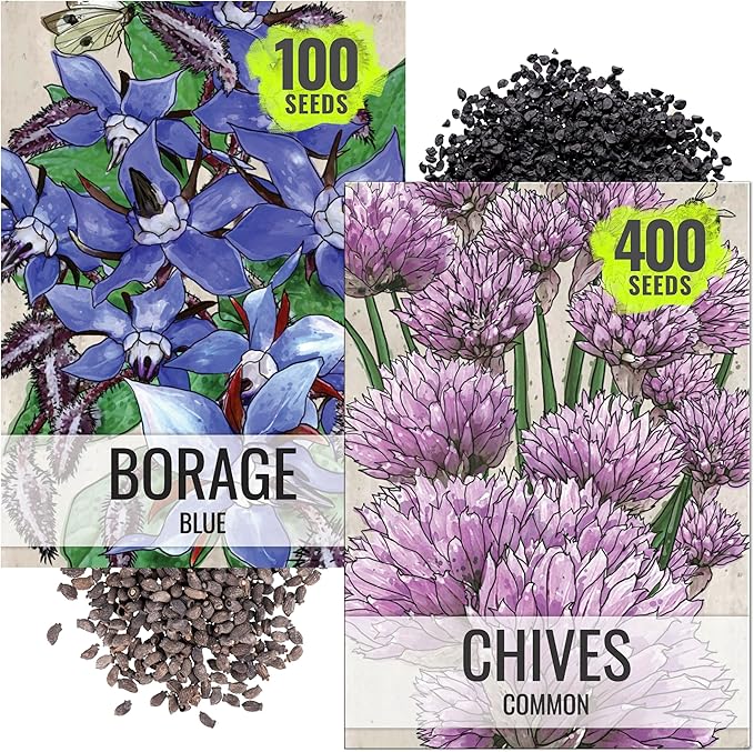 Seed Needs Borage & Chives Seeds for Planting Fresh Kitchen Herbs - Non-GMO Heirloom & Untreated Perennial Herb Seed to Plant a Culinary Garden Indoors or Outdoors (2 Packs)