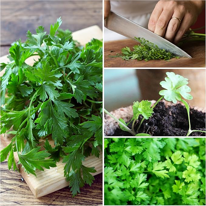 Seed Needs Italian Parsley & Chives Seeds for Planting Fresh Kitchen Herbs - Non-GMO Heirloom & Untreated Perennial Herb Seed to Plant a Culinary Garden Indoors or Outdoors (2 Packs)