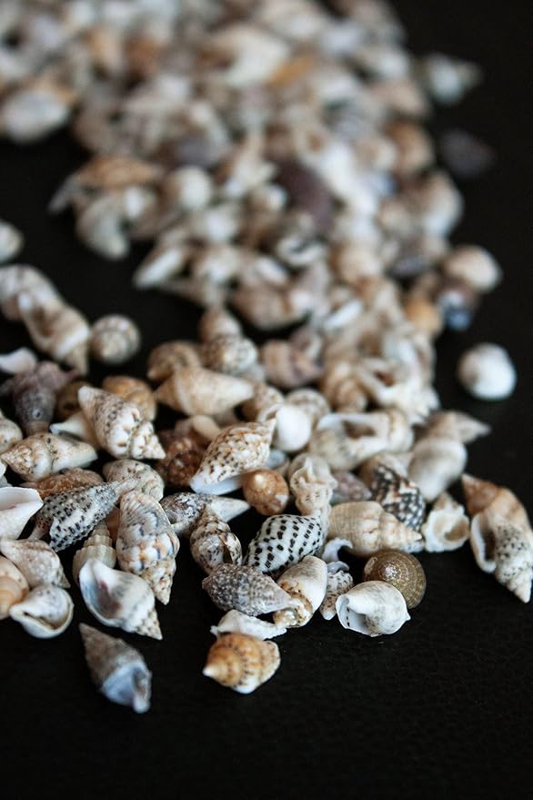 Small Seashells, Miniature Conch Shells, Tiny Sea Shell for Zen Garden, Terrarium or Fairy Garden Beach, Summer Tiny Shell Craft, Craft Making (100CS)