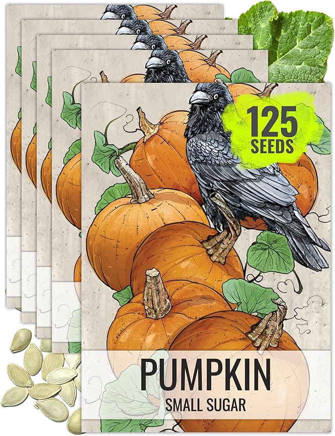 Seed Needs Pumpkin Seeds for Planting Small Sugar Pie Pumpkins - Non-GMO Heirloom & Untreated Vegetable Seeds to Plant a Home Grown Vegetable Garden/Pumpkin Patch (5 Packs)