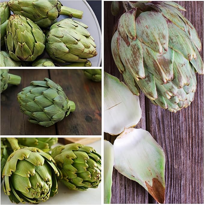 Seed Needs Artichoke Seeds for Planting Green Globe Artichokes - Non-GMO Heirloom & Untreated - Grow an Outdoor Home Grown Vegetable Garden for Fresh Produce (1 Pack)