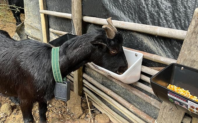 Chicken Feeder Waterer, Goat Feeder - 2 Pack, 5.5 Quart, for Goats Chickens Duck Sheeple Dogs Piglets Deers Gooses, Turkeys, Goat Supplies(Appearance Patent Product)