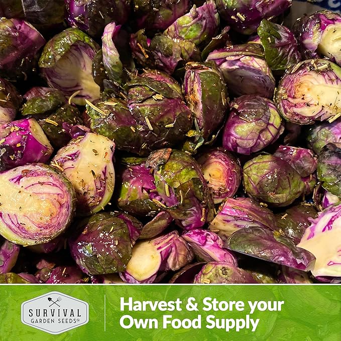 Red Brussels Sprout Seeds | Heirloom Non-GMO Purple Brussel Sprouts, Cold Hardy Garden Vegetable, Unique Exotic Variety - Survival Garden Seeds (1 Pack)