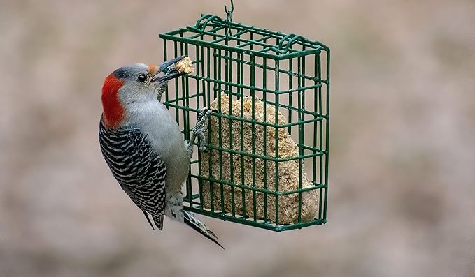 C&S Woodpecker Delight No Melt Suet Dough 11.75 Ounces, 12 Pack