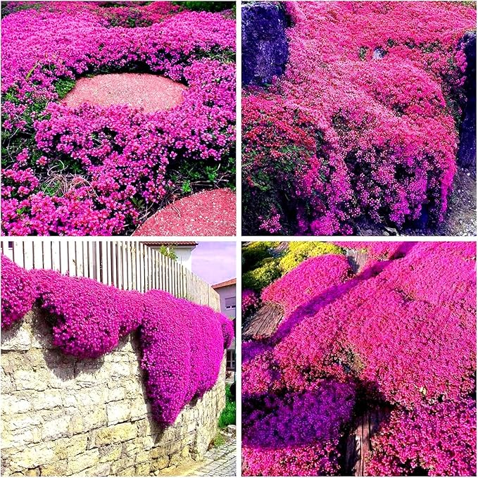 20000pcs Creeping Thyme Seeds for Planting Perennial Ground Cover Plants Heirloom Flowers Non-GMO Thymus Serpyllum Seed