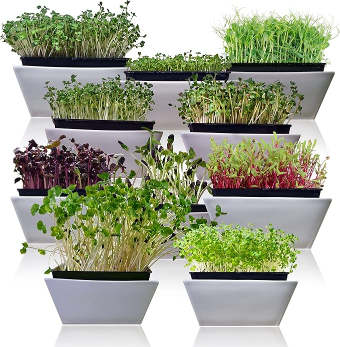 Microgreen Seeds Variety Pack – 10 Heirloom Types for Indoor Sprouting – Broccoli, Pea, Sunflower, Radish, Kale, Arugula & More – High Germination Non-GMO – Survival Garden Seeds (Seed Packs Only)