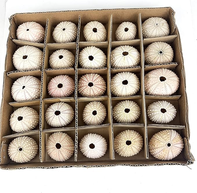 Heyiwell 25PC Pink Sea Urchin Shells Plant Pot,Hanging Air Plant Mini Sea Urchin Shell for Home Wall Office Garden Party Ocean Themed Decor 1"~2" Inch