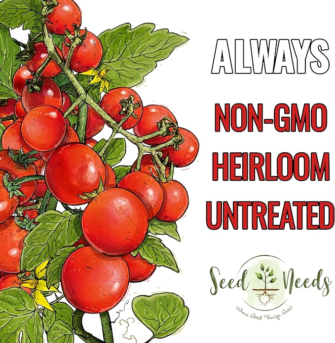 Seed Needs Dwarf Cherry Tomato Seeds for Planting Tiny Tim Tomatoes - Non-GMO Heirloom & Untreated Veggie Seed to Plant a Home Grown Outdoor Vegetable Garden (2 Packs)