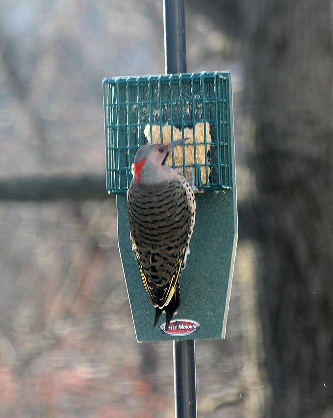 Kettle Moraine Recycled Pole Mount Single Suet Cake Feeder w/ Woodpecker Tail Prop