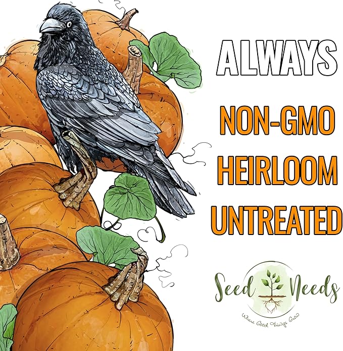 Seed Needs Pumpkin Seeds for Planting Small Sugar Pie Pumpkins - Non-GMO Heirloom & Untreated Vegetable Seeds to Plant a Home Grown Vegetable Garden/Pumpkin Patch (2 Packs)