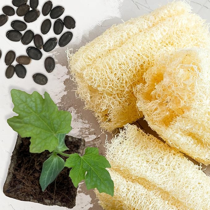Seed Needs Luffa Seeds for Planting Loofah Sponge Gourds - Non-GMO Heirloom & Untreated Veggie Seed to Plant a Home Grown Outdoor Vegetable Garden (2 Packs)
