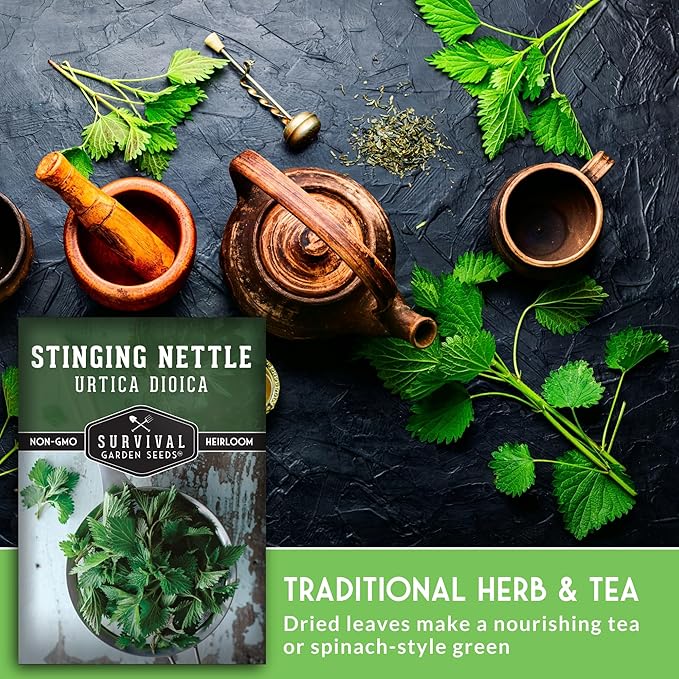 Stinging Nettle Seeds for Planting - Urtica Dioica Medicinal Herb & Edible Perennial - Common Nettle for Tea, Cooking & Wellness - Heirloom Non-GMO - Survival Garden Seeds (2 Packs)