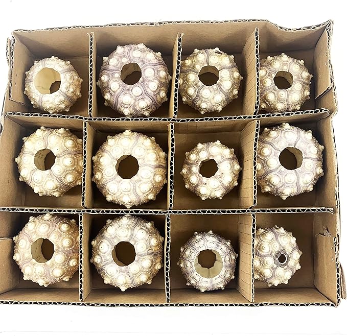 Heyiwell 12PC Sputnik Sea Urchin Seashells Plant Pot,Hanging Air Plant Mini Sea Urchin Shell for Home Wall Office Garden Party Ocean Themed Decor 2"~2.5" Inch