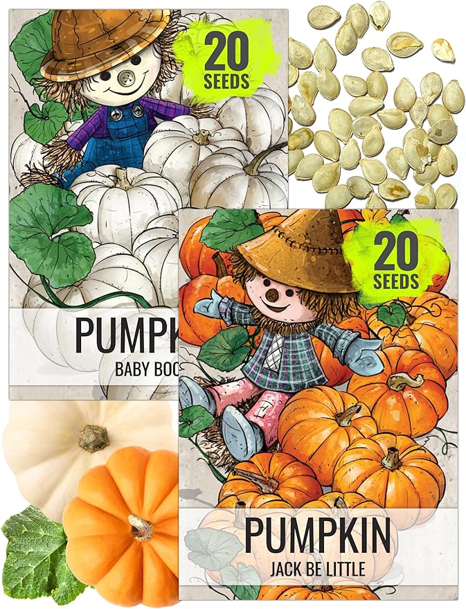 Seed Needs Pumpkin Seeds for Planting a Collection of Mini Pumpkins - Non-GMO Heirloom & Untreated Pumpkin Seed to Plant an Outdoor Pumpkin Patch - Baby Boo & Jack Be Little