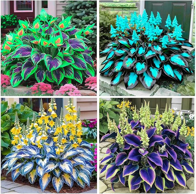 315+ Perennial Mix Color Hosta Seeds for Planting in Outdoor Garden