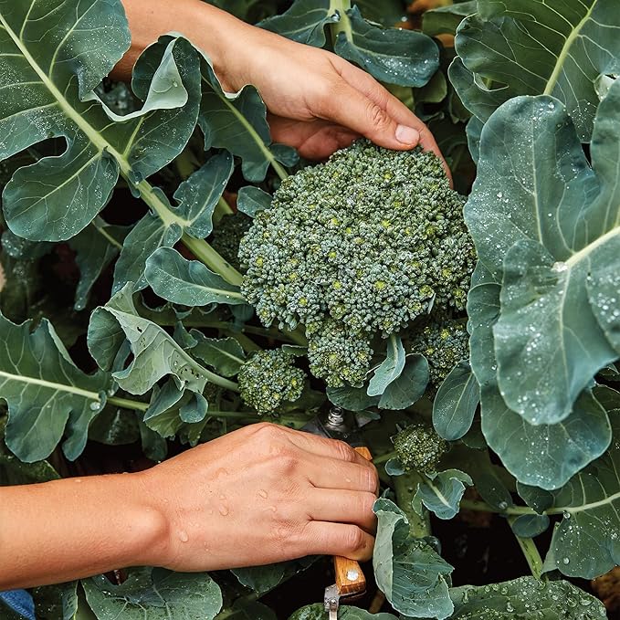 Burpee Sun King Hybrid Broccoli Seeds - Heat-Tolerant, High-Yield Hybrid