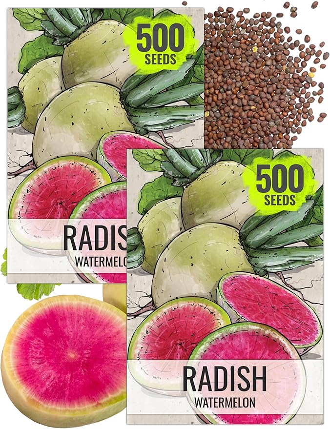 Seed Needs Radish Seeds for Planting Watermelon Radishes - Non-GMO Heirloom & Untreated - Grow a Home Grown Vegetable Garden - Cool Weather Crops (2 Packs)