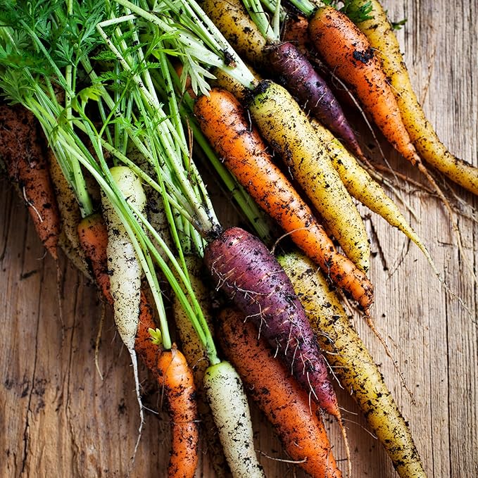 Seed Needs Carrot Seeds for Planting Rainbow Carrots - Non-GMO Heirloom & Untreated Veggie Seed to Grow a Home Grown Vegetable Garden in Fall or Spring (5 Packs)
