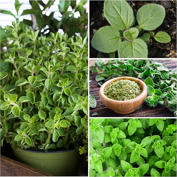 Seed Needs Thyme & Oregano Seeds for Planting Fresh Kitchen Herbs - Non-GMO Heirloom & Untreated Perennial Herb Seed to Plant a Culinary Garden Indoors or Outdoors (2 Packs)