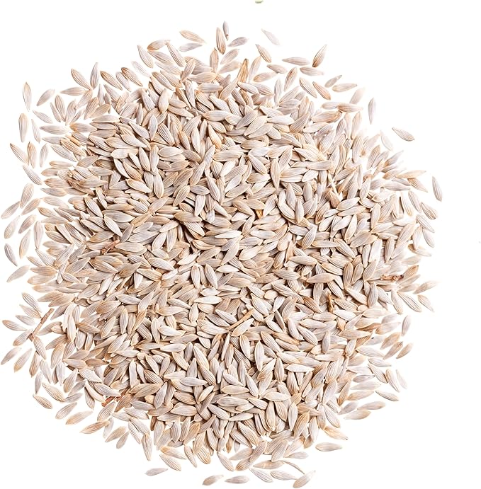 Seed Needs Romaine Lettuce Seeds for Planting Parris Island COS - Non-GMO Heirloom & Untreated Annual Cool Weather Crops - Grow a Home Grown Outdoor Vegetable Garden (5 Packs)