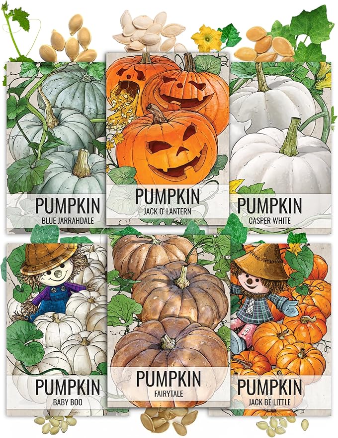 Seed Needs Pumpkin Seeds for Planting a Collection of Non-GMO Heirloom & Untreated Cucurbitas - Blue Jarrahdale, Casper White, Jack Be Little, Baby Boo, Fairytale & Jack O Lantern
