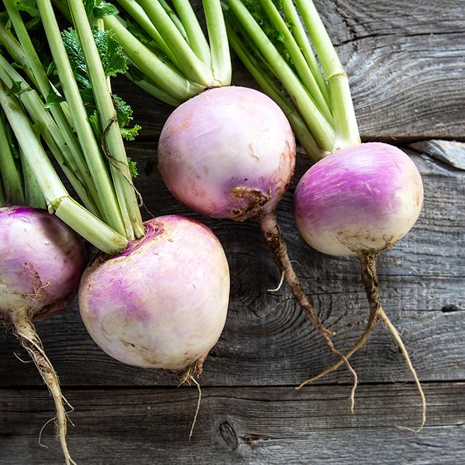 Seed Needs Turnip Seeds for Planting Purple Top White Globe Turnips - Non-GMO Heirloom & Untreated Vegetable Seed to Plant & Grow an Outdoor Home Grown Veggie Garden (1 Pack)