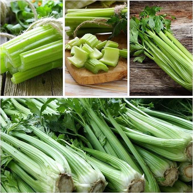Seed Needs Celery Seeds for Planting Utah 52-70 Celery - Non-GMO, Heirloom & Untreated - Grow a Home Grown Outdoor Vegetable Garden for Fresh Produce (2 Packs)