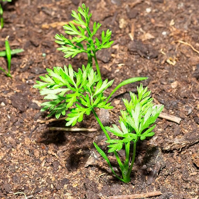 Seed Needs Carrot Seeds for Planting Rainbow Carrots - Non-GMO Heirloom & Untreated Veggie Seed to Grow a Home Grown Vegetable Garden in Fall or Spring (5 Packs)