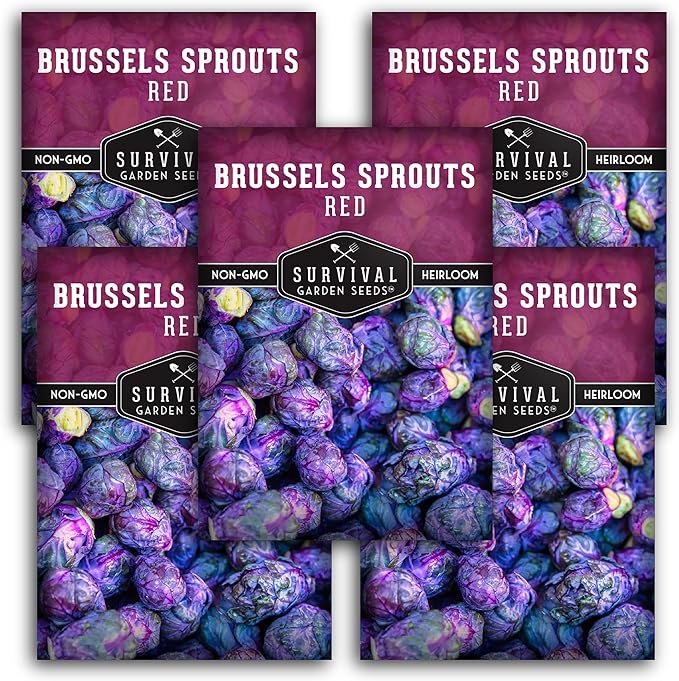 Red Brussels Sprout Seeds | Heirloom Non-GMO Purple Brussel Sprouts, Cold Hardy Garden Vegetable, Unique Exotic Variety - Survival Garden Seeds (5 Packs)