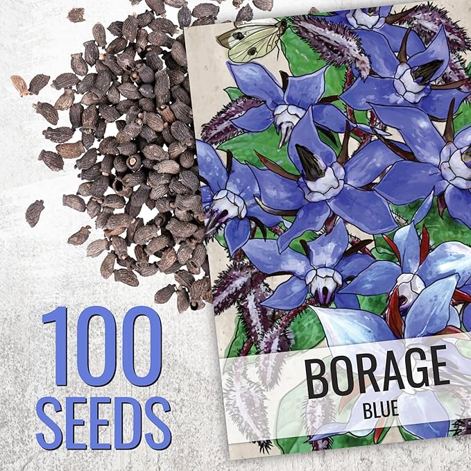 Seed Needs Borage & Chives Seeds for Planting Fresh Kitchen Herbs - Non-GMO Heirloom & Untreated Perennial Herb Seed to Plant a Culinary Garden Indoors or Outdoors (2 Packs)
