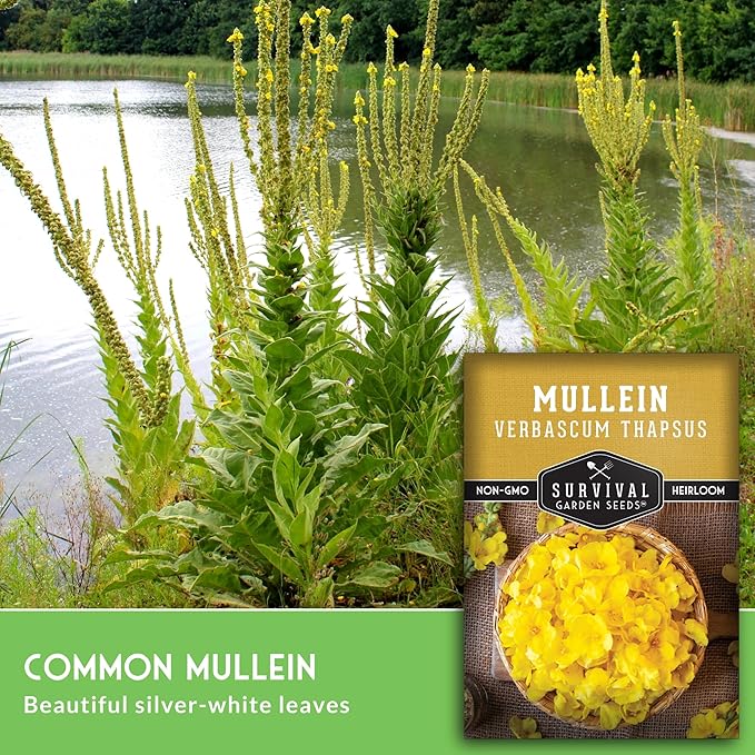 Mullein Seeds for Planting - Verbascum Thapsus Medicinal Biennial Herb with Tall Yellow Flowers - Heirloom Non-GMO Open Pollinated Pollinator Friendly - Survival Garden Seeds (2 Pack)