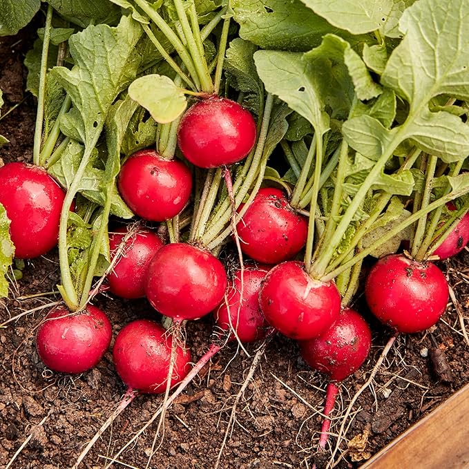Burpee German Giant Radish Seeds - Huge, Crisp European Heirloom