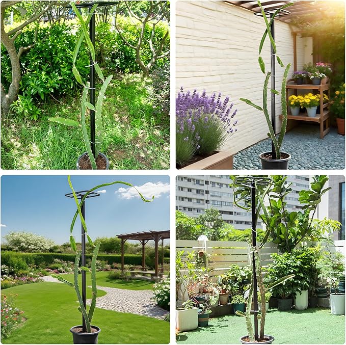 2-Pack 63-Inch Metal Dragon Fruit Trellis - Sturdy Support for Climbing Plants in Outdoor Gardens, Perfect for Dragonfruit, Tomatoes, Eggplants, and Beans - Durable, Stable & Easy to Install