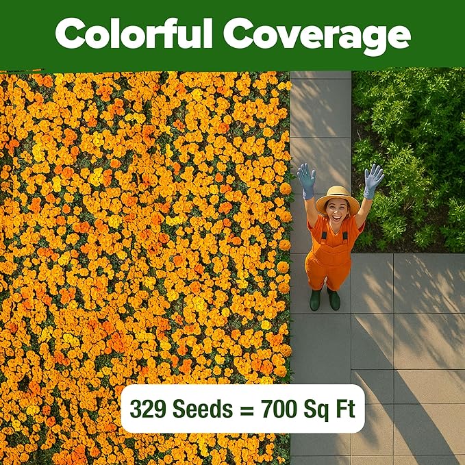 HOME GROWN Petite French Marigold Seeds 329+ Flower Seeds for Planting Outdoors Non GMO Easy to Grow Companion Plant & Quick Blooming Pollinator Heirloom Wildflower Seed (Tagetes patula)