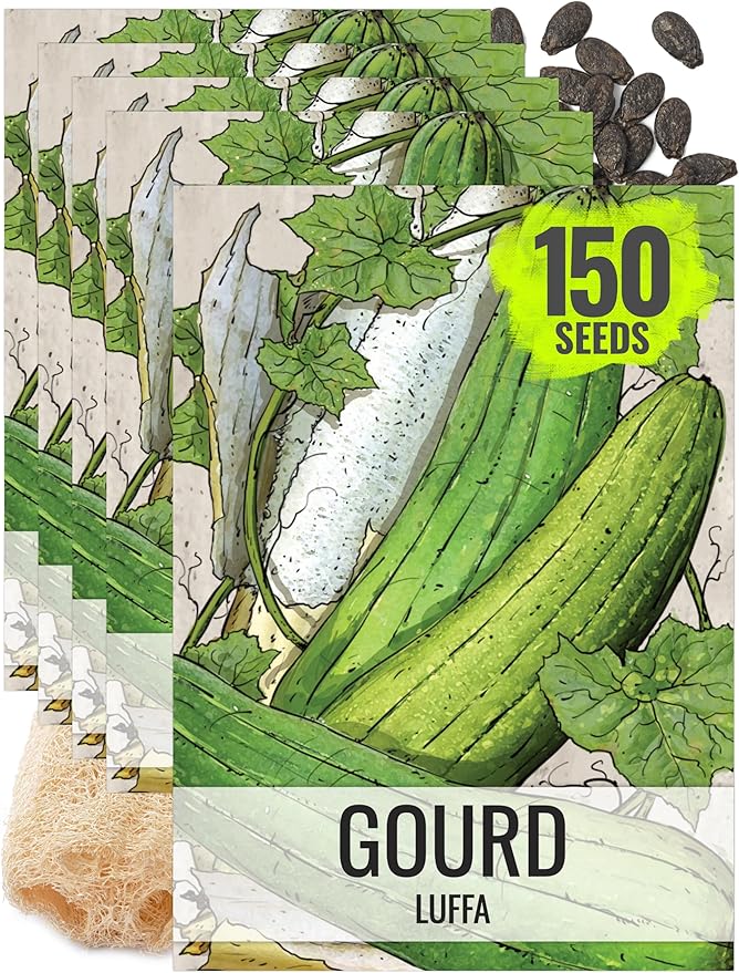 Seed Needs Luffa Seeds for Planting Loofah Sponge Gourds - Non-GMO Heirloom & Untreated Veggie Seed to Plant a Home Grown Outdoor Vegetable Garden (5 Packs)