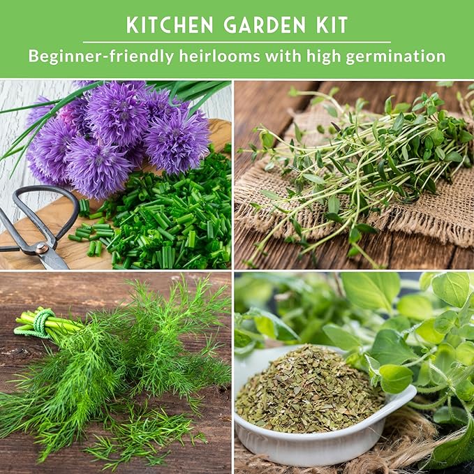 Herb Seeds Variety Pack | 10 Culinary Herbs for Planting – Basil, Cilantro, Lavender, Dill, Parsley, Oregano, Thyme, Sage, Chives, Marjoram – Indoor Kitchen Herb Kit – Survival Garden Seeds